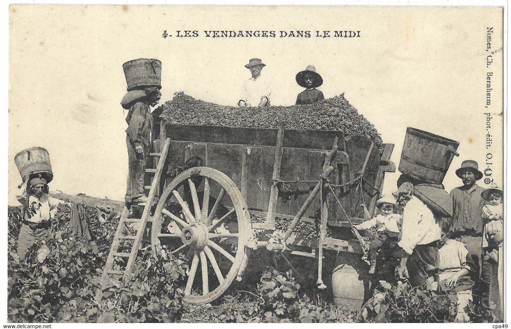 81   ALBI   LES  VENDANGES  DANS  LE  MIDI - Albi