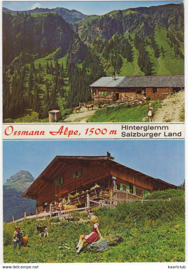 Ossmann Alpe, 1500 M - Hinterglemm - Salzburger Land - (Österreich/Austria) - HAUSZIEGE / GEIT / CHEVRE / GOAT - Saalbach