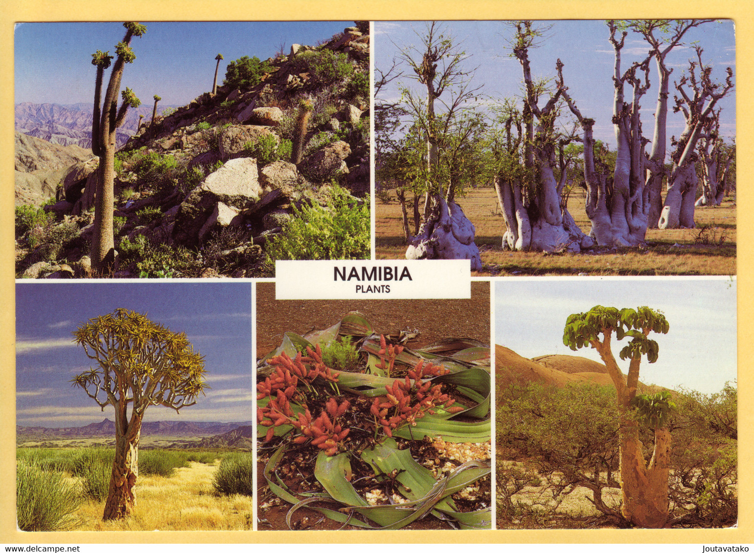 Indigenous Plants Of Namibia - Posted 1998 W Leopard Stamp - Namibia
