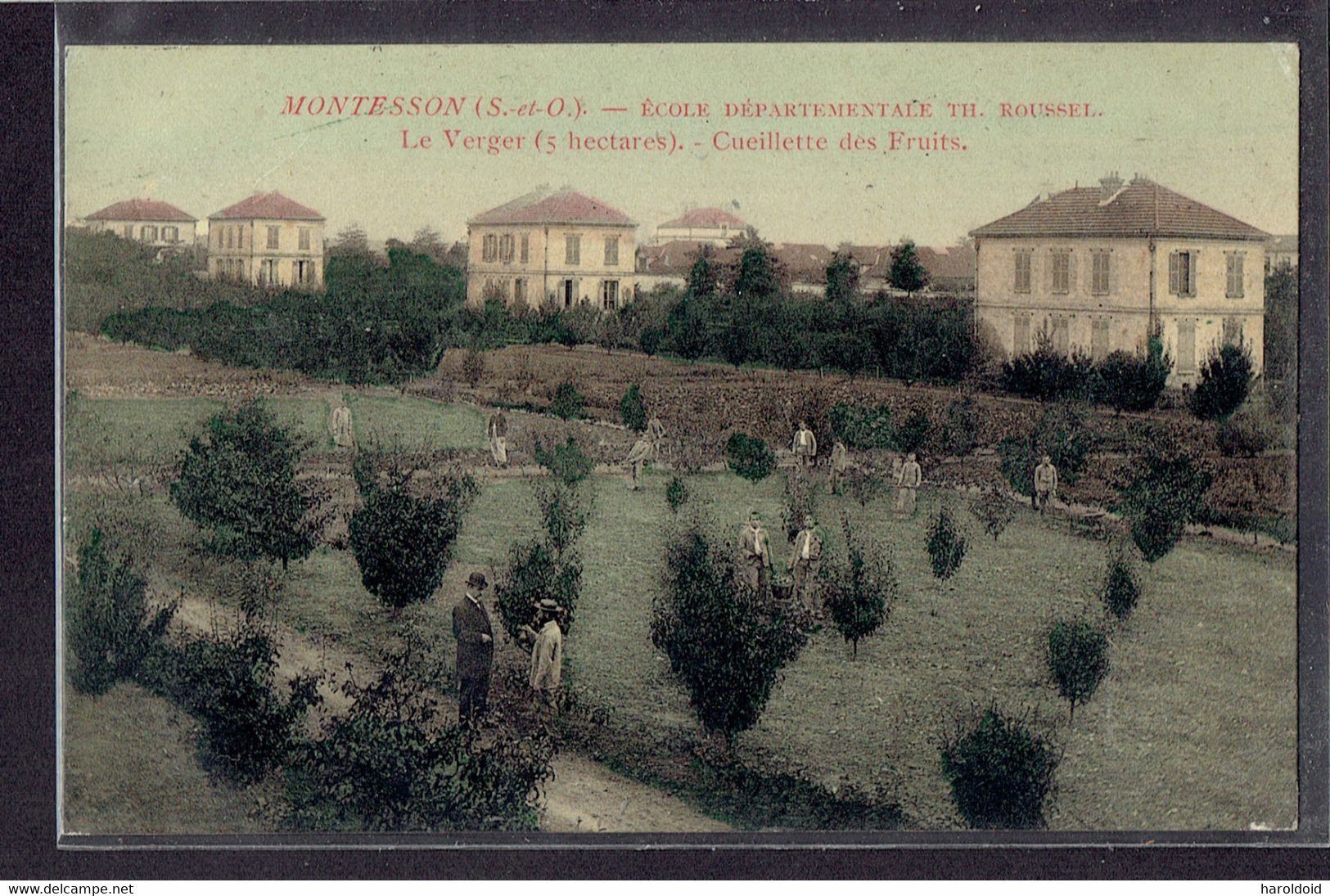 CPA 78 - MONTESSON - ECOLE DEPARTEMENTALE THEOPHILE ROUSSEL - LES VERGER 5 HECTARES - CUEILLETTE DES FRUITS - Montesson