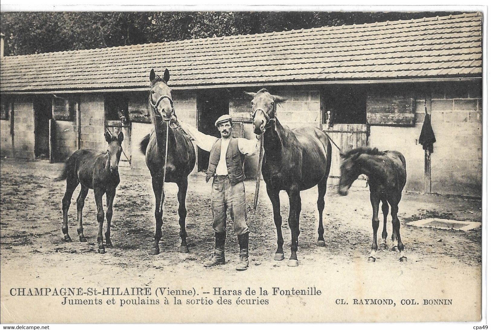 86    CHAMPAGNE - ST - HILAIRE   HARAS  DE  LA  FONTENILLE  JUMENTS  ET  POULAINS  A  LA  SORTIE  DES ECURIES - Otros & Sin Clasificación