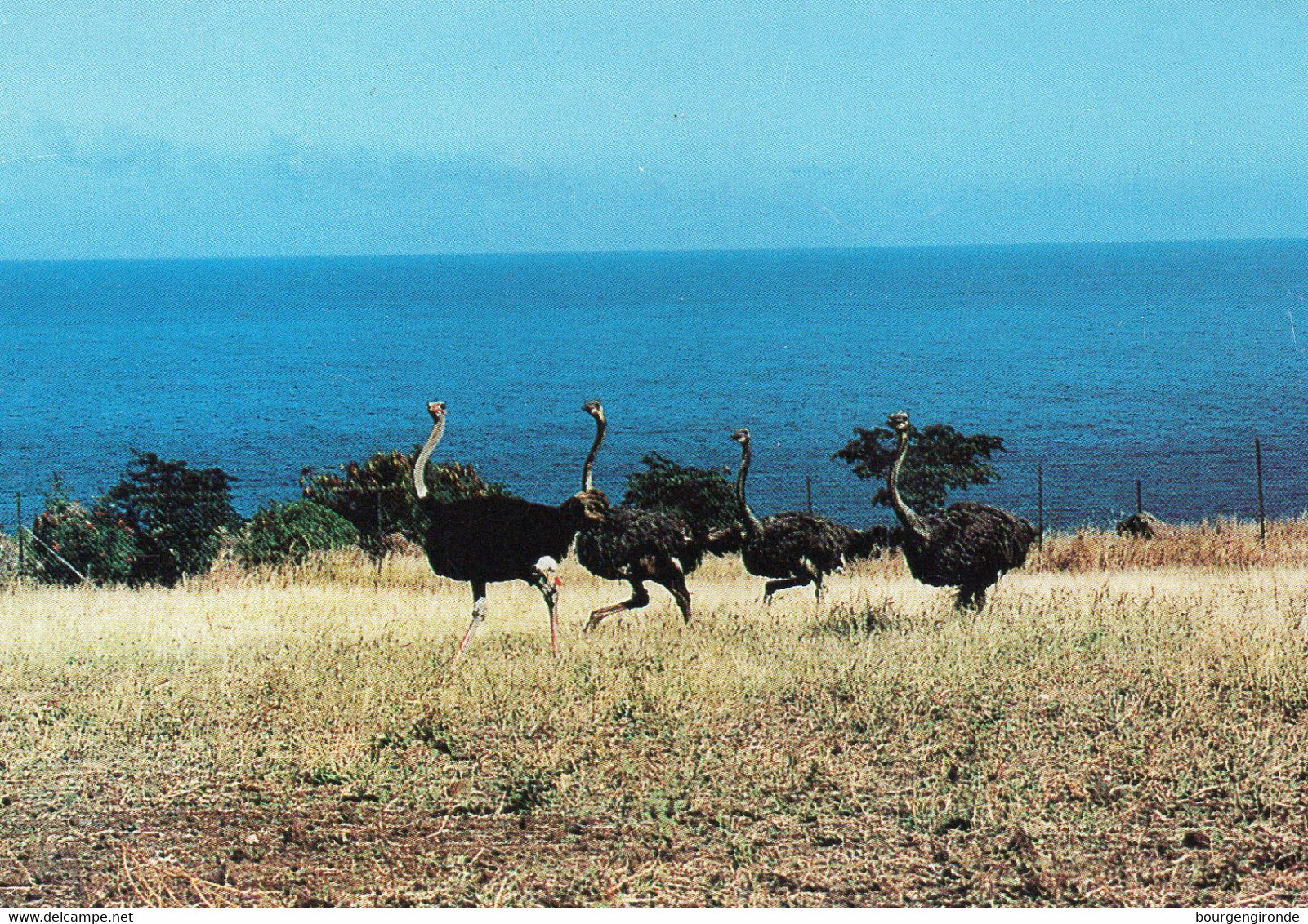 ÎLE DE LA RÉUNION - Ferme D'Autruches De La Réunion - Piton Saint-Leu - Autres & Non Classés