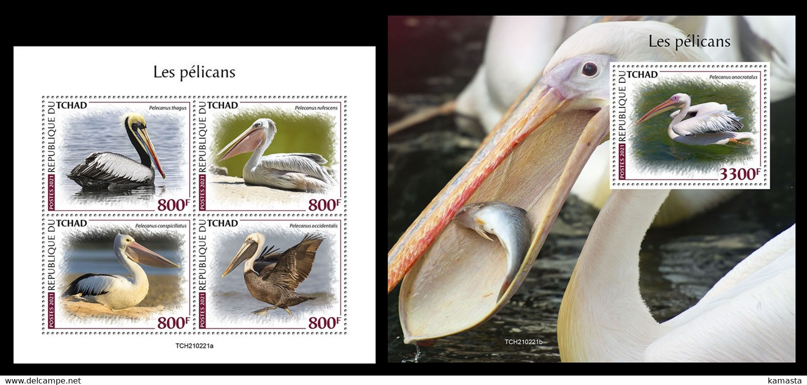Chad 2021 Pelicans. (221) OFFICIAL ISSUE - Pélicans