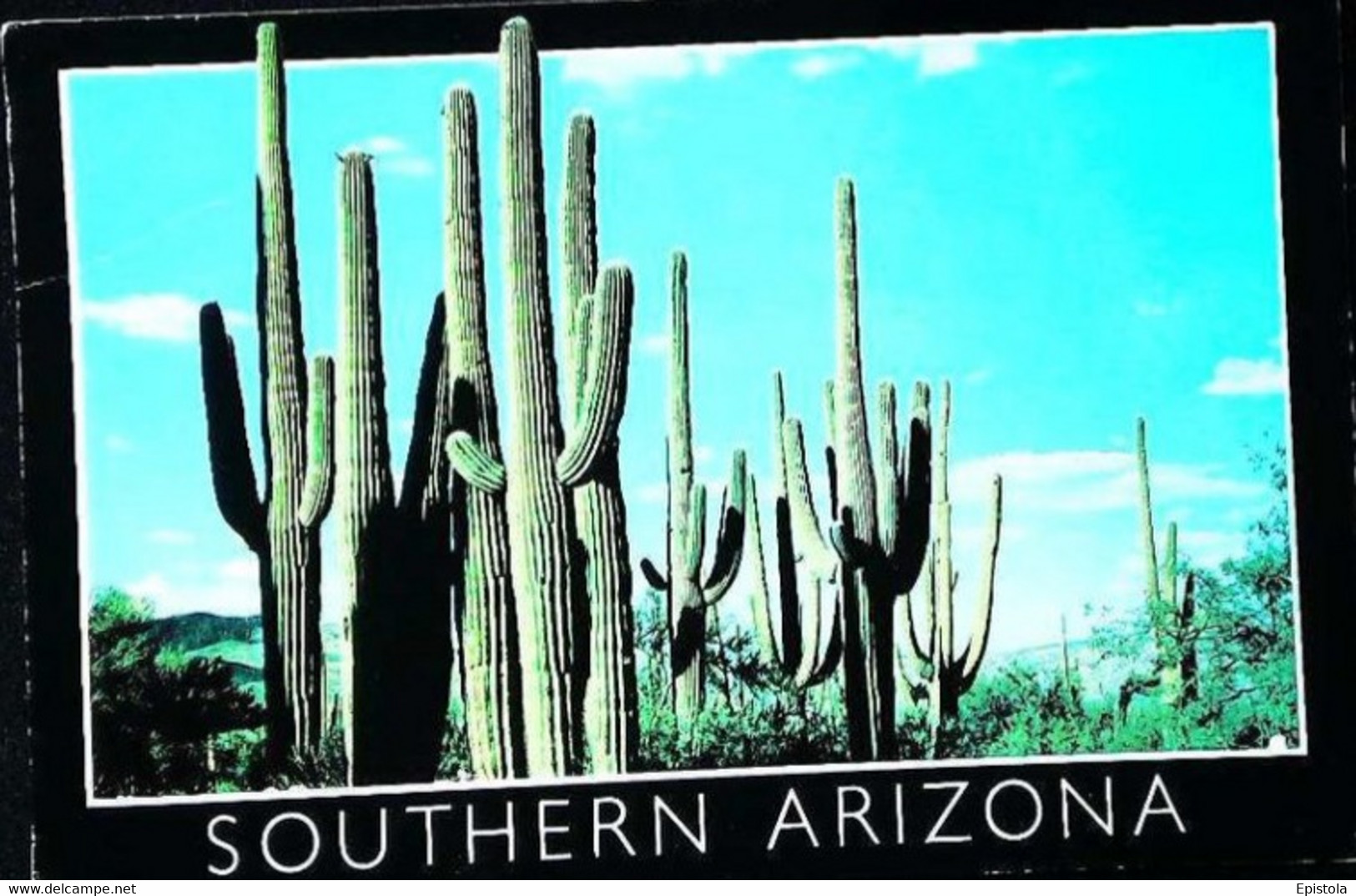 ►  Arizona   Cactus - Cactusses