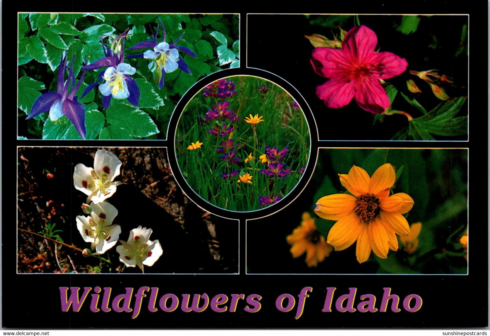 Idaho Wildflowers Multi View - Autres & Non Classés