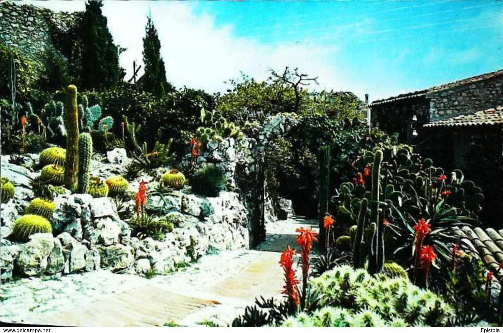 ►    Côte D'Azur  Cactus Jardin Exotique 1960 - Cactusses