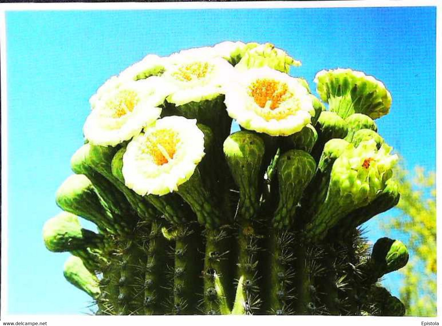 ►   Cactus - Cactus