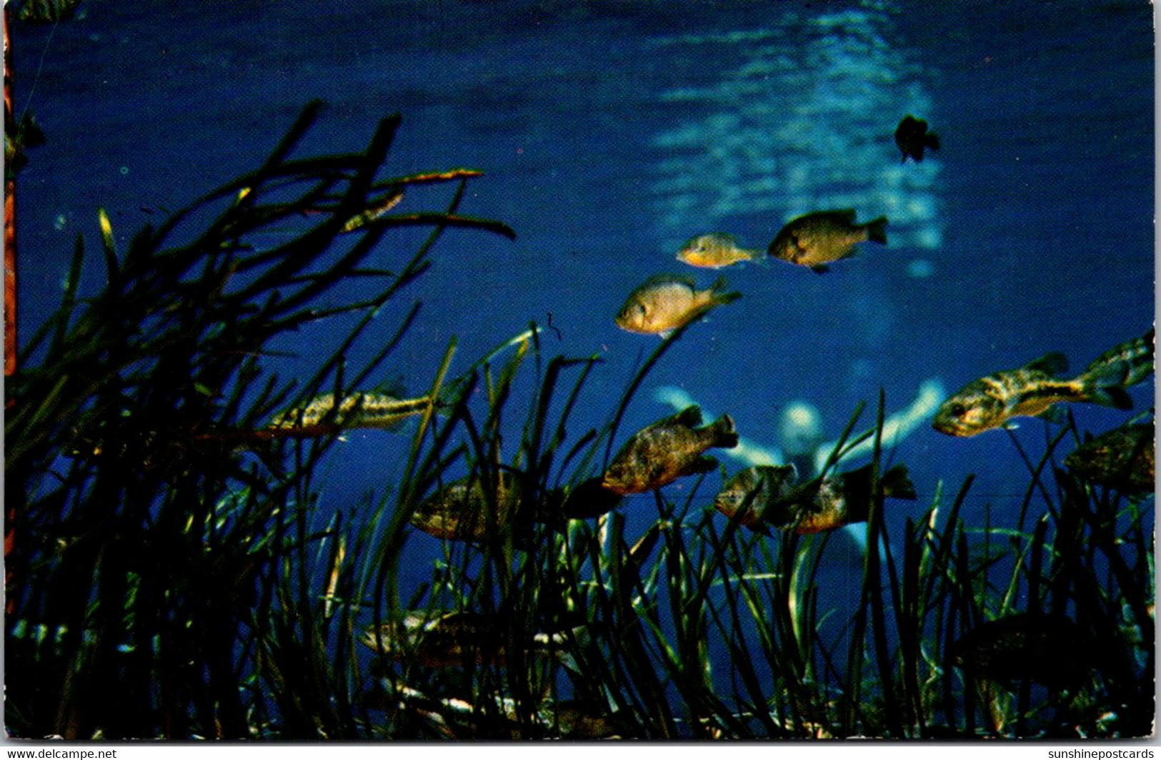 Florida Silver Springs View Of Fish And Vegetation Seen From Photo-Sub Boat - Silver Springs