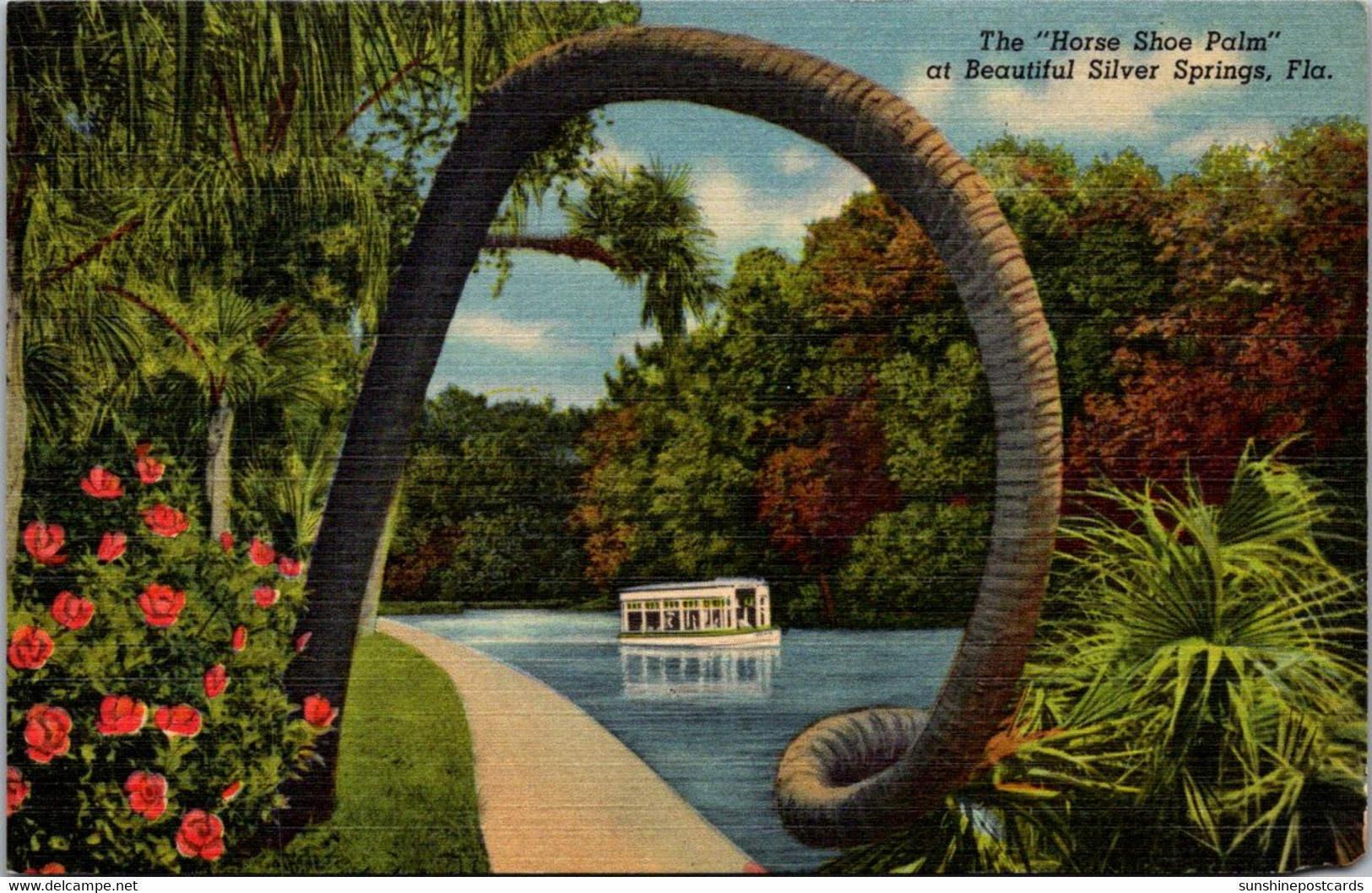 Florida Silver Springs The "Horse Shoe Palm" Curteich - Silver Springs