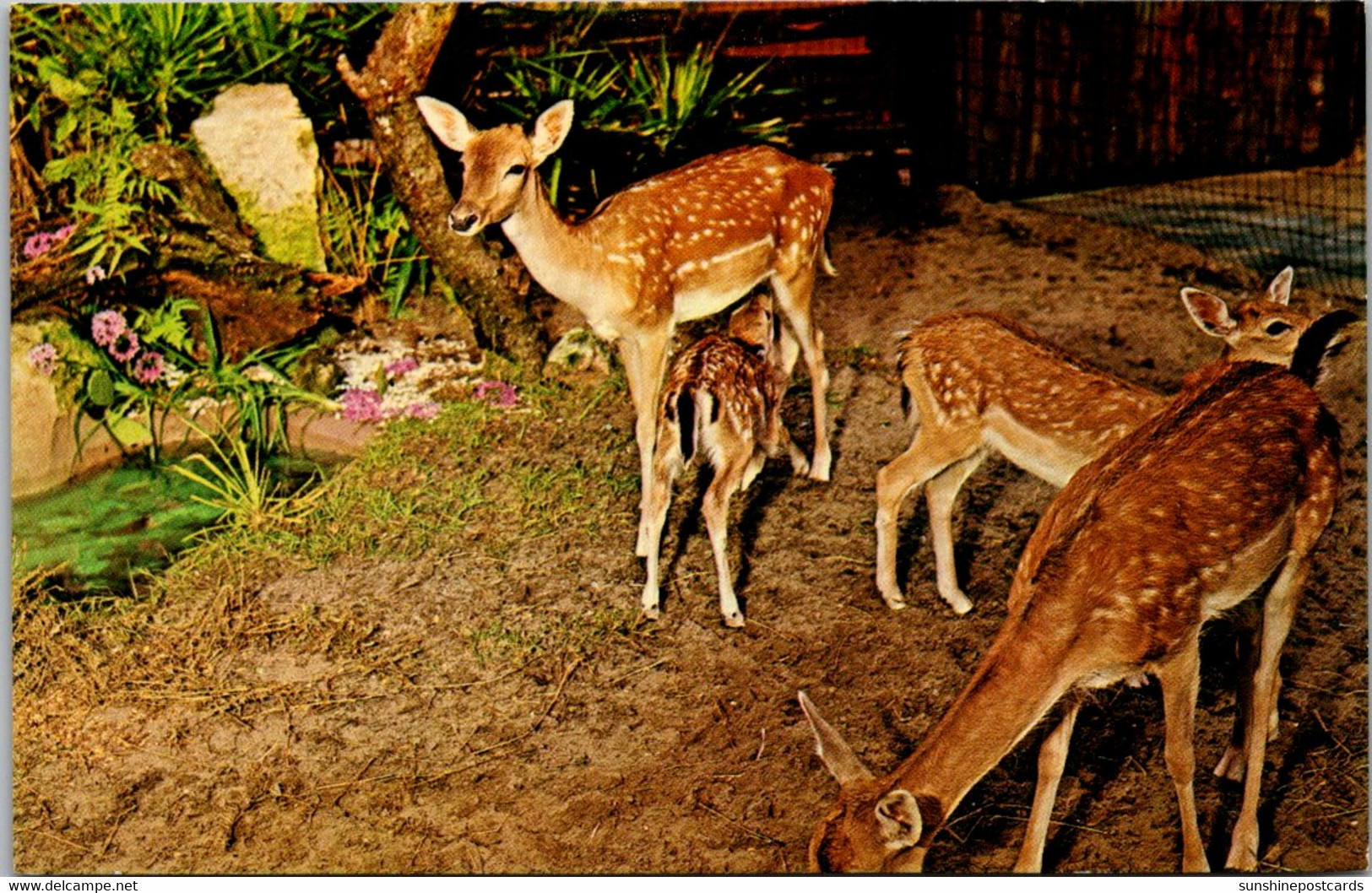 Florida Silver Springs Deer At Tommy Bartlett's Deer Ranch - Silver Springs