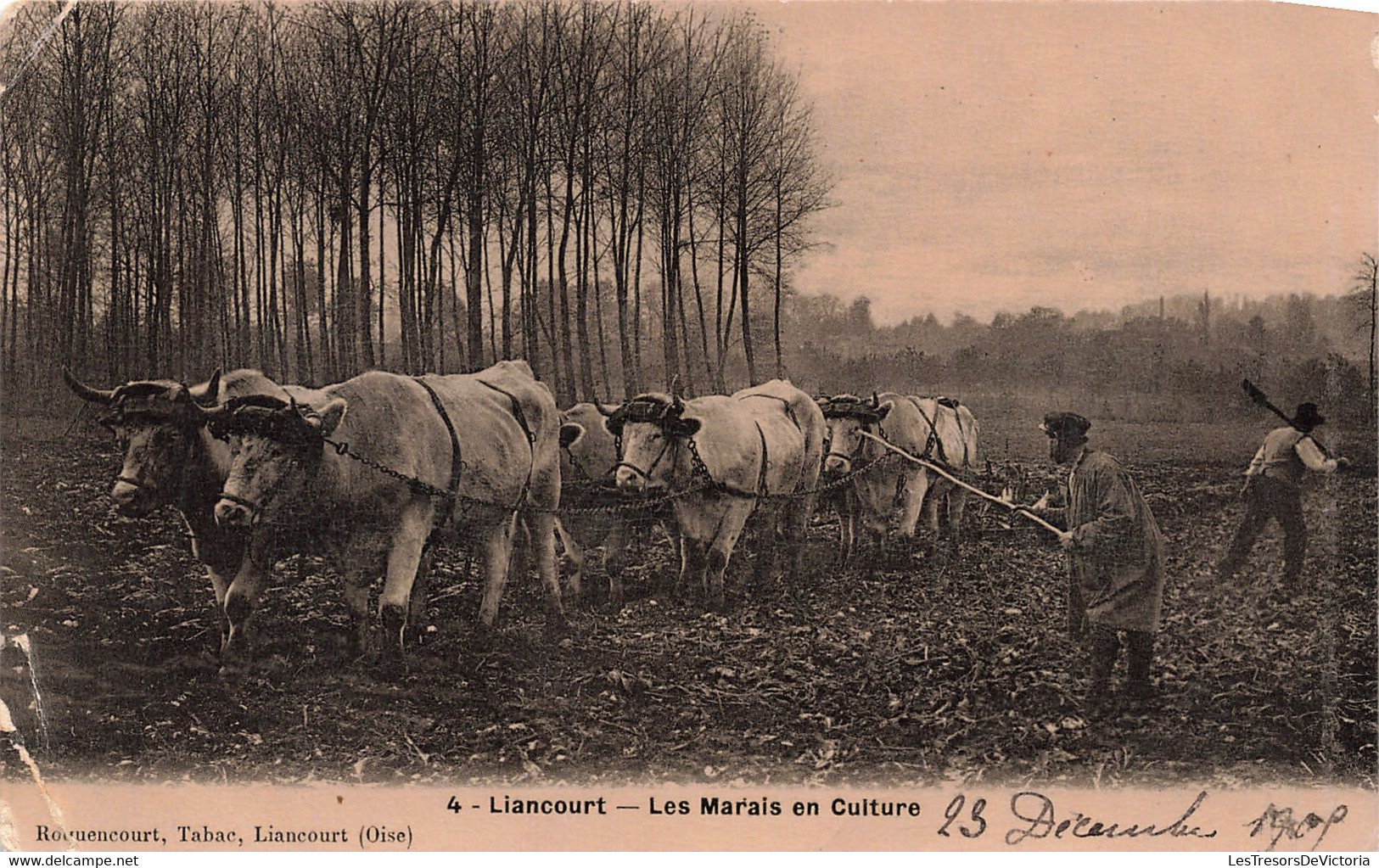 CPA - France - Liancourt - Les Marais En Culture - Roquencourt - Oblitéré Liancourt 1909 - Boeuf - Paysan - - Liancourt