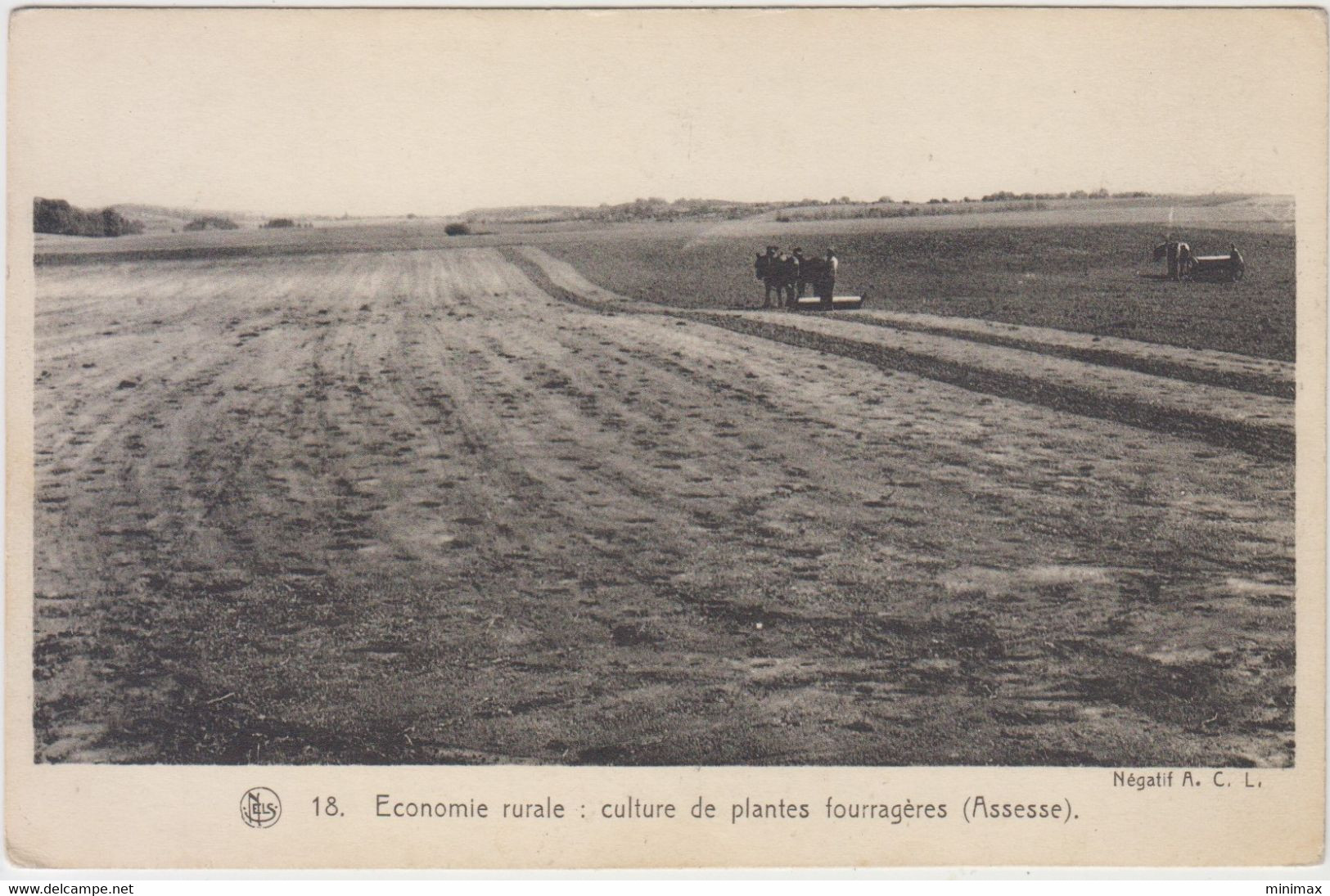 Economie Rurale - Culture De Plantes Fourragères ( Assesse ) - Assesse