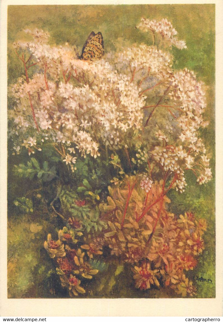 Postcard Medicinal Plants Crassulaceae Sedum Album Weisser Mauerpfeffer Orpin Blane - Heilpflanzen