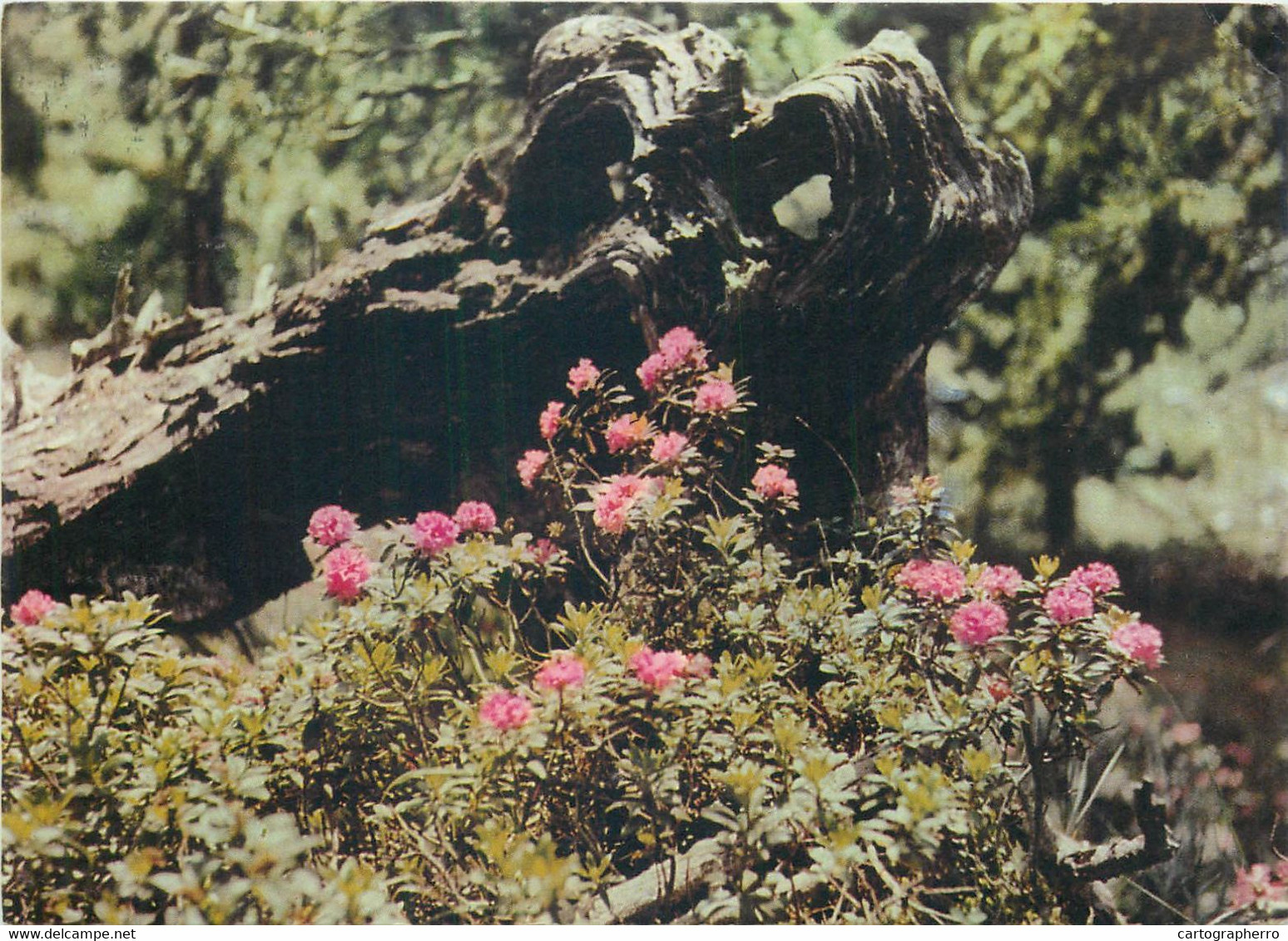 Postcard Germany Almenrausch - Geneeskrachtige Planten