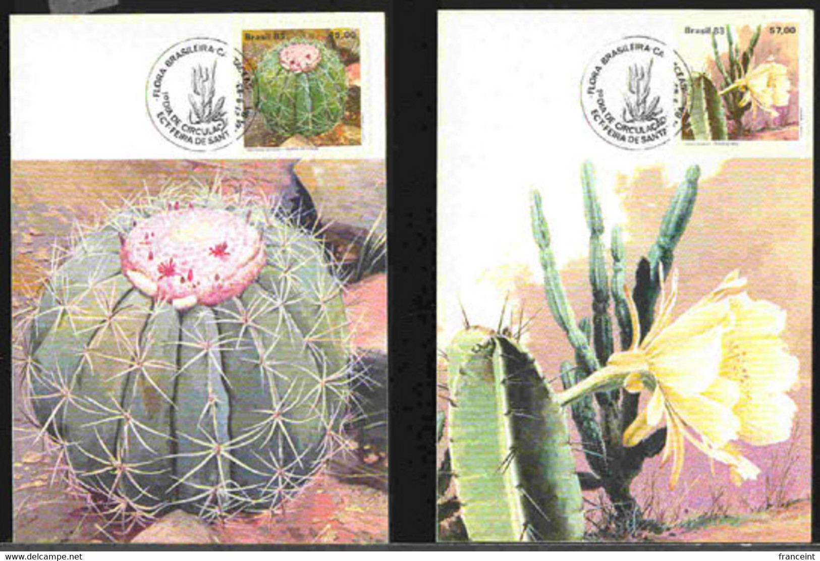 BRAZIL(1983) Cacti. Set Of 3 Maximum Cards With Illustrated Cancel. Scott Nos 1880-2, Yvert Nos 1622-4. Beautiful! - Maximumkarten