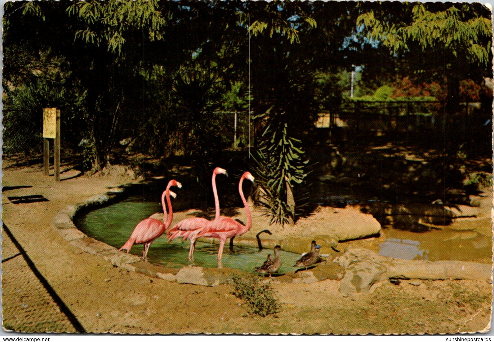 Mississippi Jackson Zoological Park Flamingo Pool And Birds - Jackson