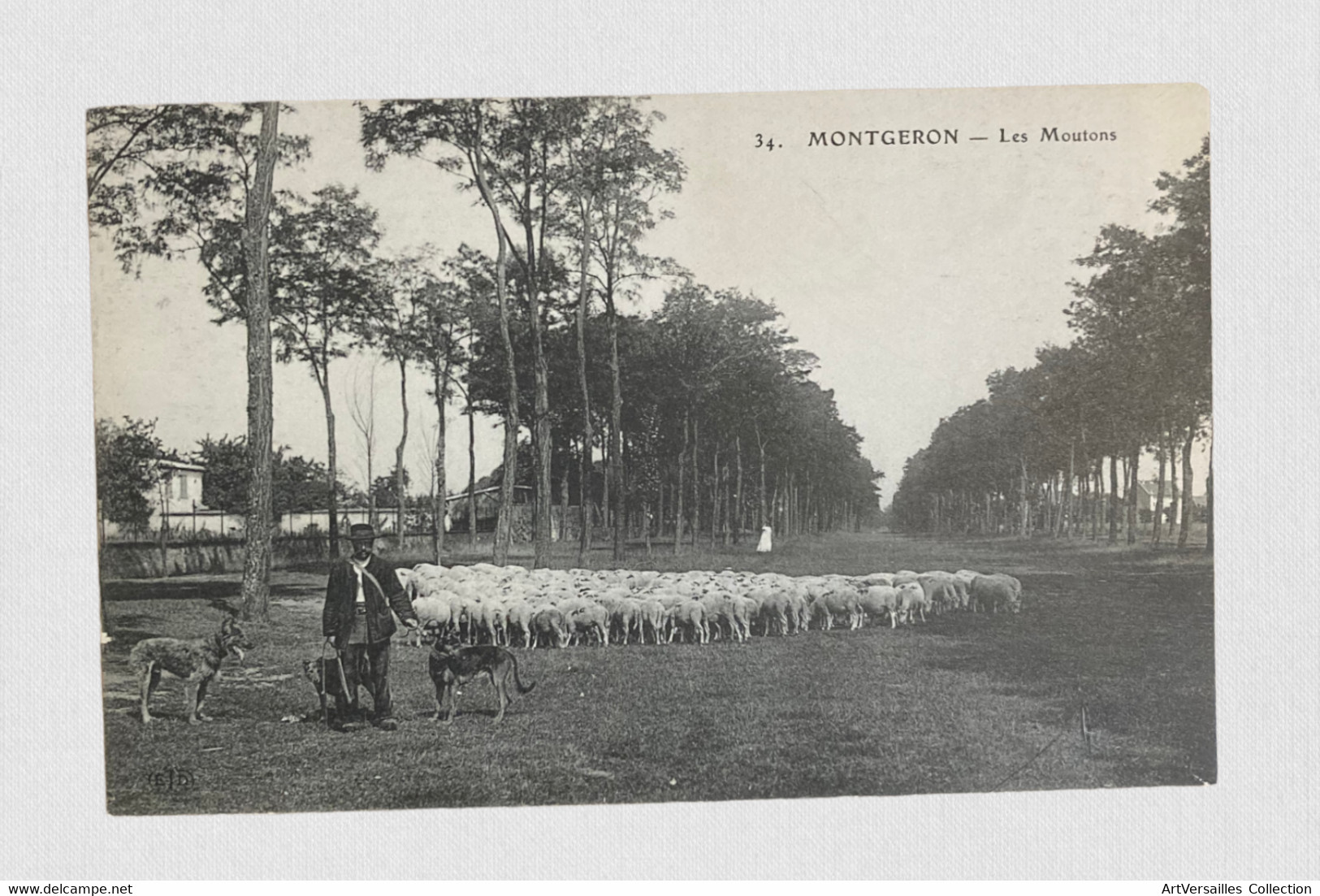 CPA Montgeron. Berger Et Ses Moutons - Non Voyagée - Montgeron