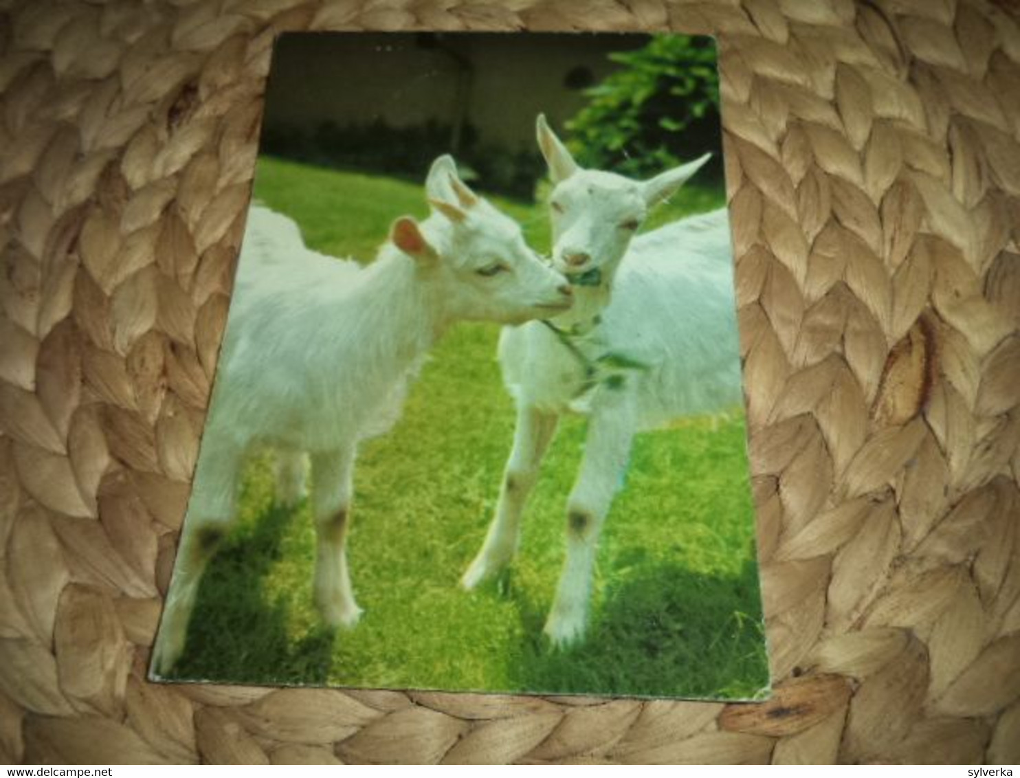 Titten,goat,Ziege  Alte Postkarte Old Postcard TSCHECHOSLOWAKIA Pressfoto - Taureaux