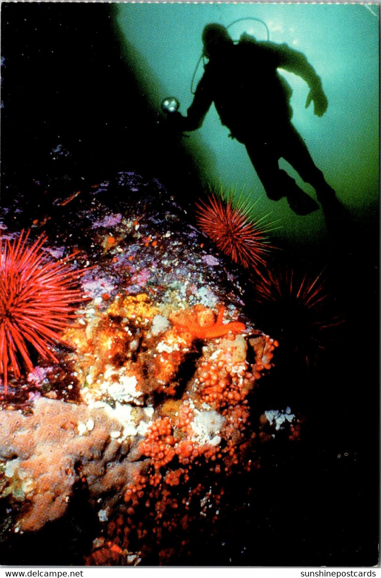 Canada Nanaimo Underwater Scene Diver And Corals - Nanaimo