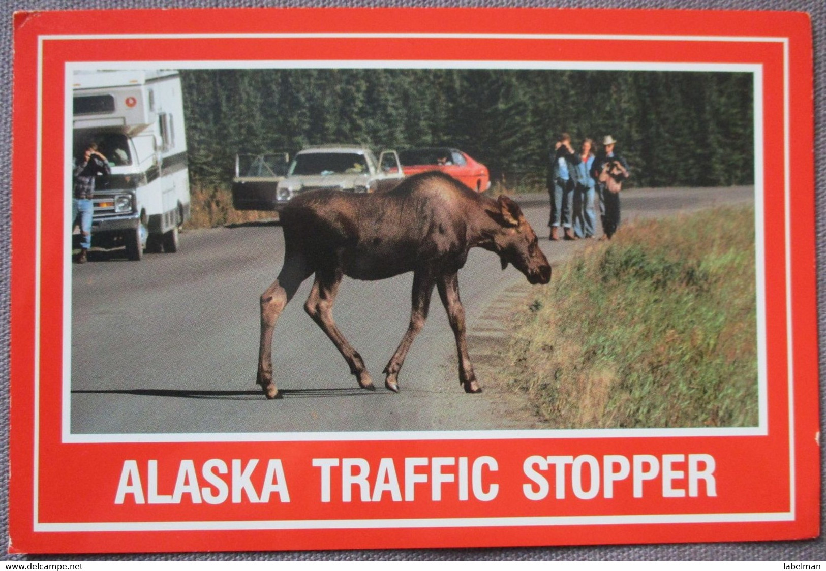 USA UNITED STATES ALASKA MOOSE POSTCARD CARD CARTE POSTALE ANSICHTSKARTE CP PC AK POSTKARTE TARJETA POSTAL - Fairbanks