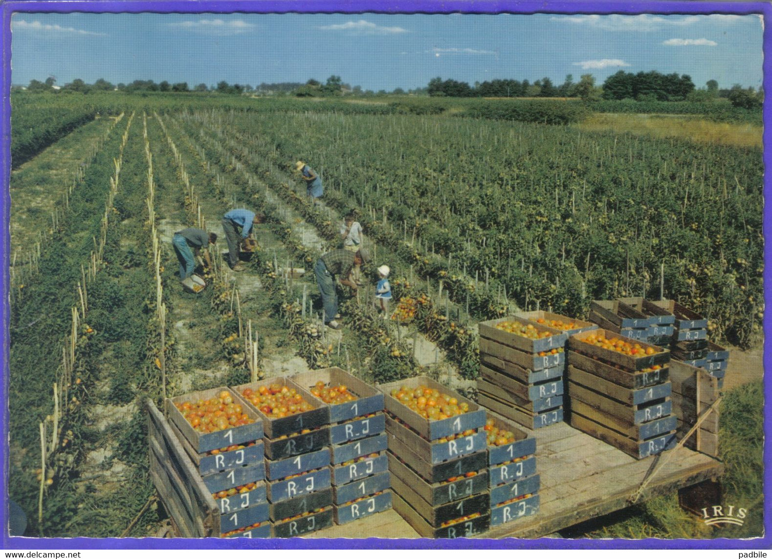 Carte Postale 47.  Env. Monflanquin  Verger De France  La Cueillette De Tomates Très Beau Plan - Monflanquin