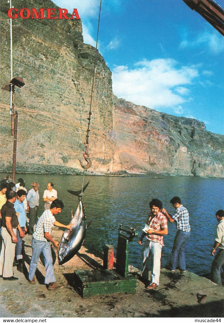 GOMERA - VALLE GRAN REY -PESAGE DU THON - Gomera