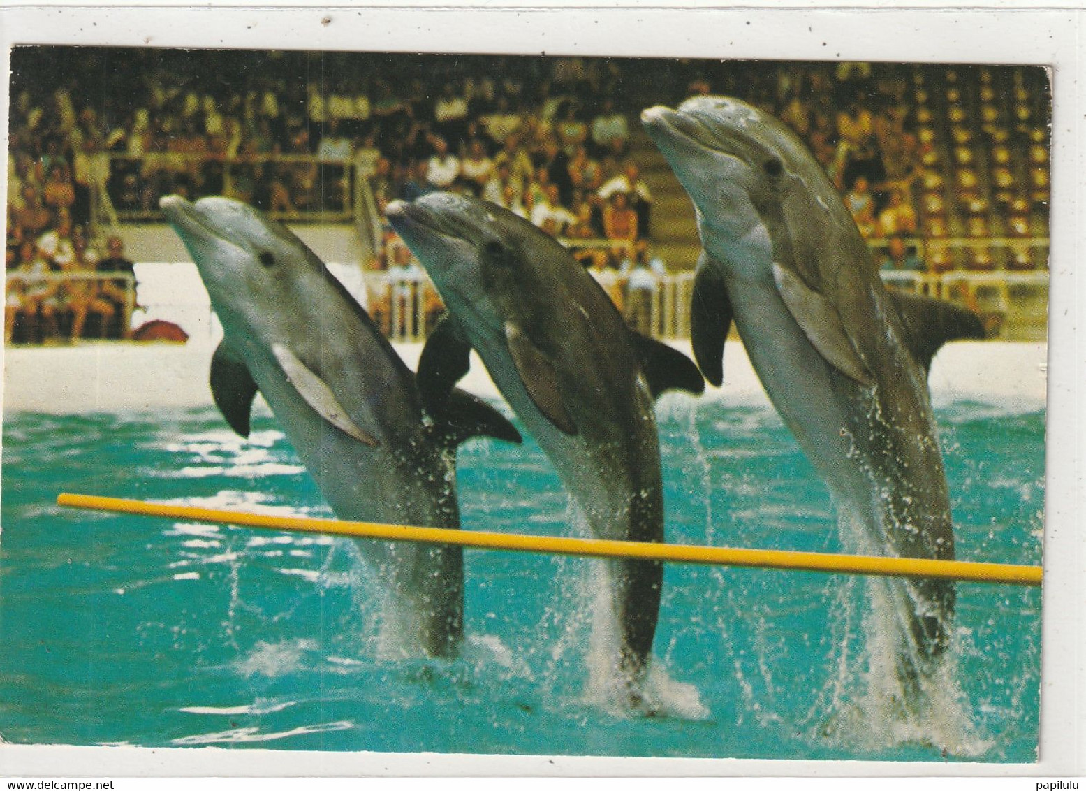 ANIMAUX 673 ; Dauphin Dolfinarium Saint Michiels / Brugge - Dauphins