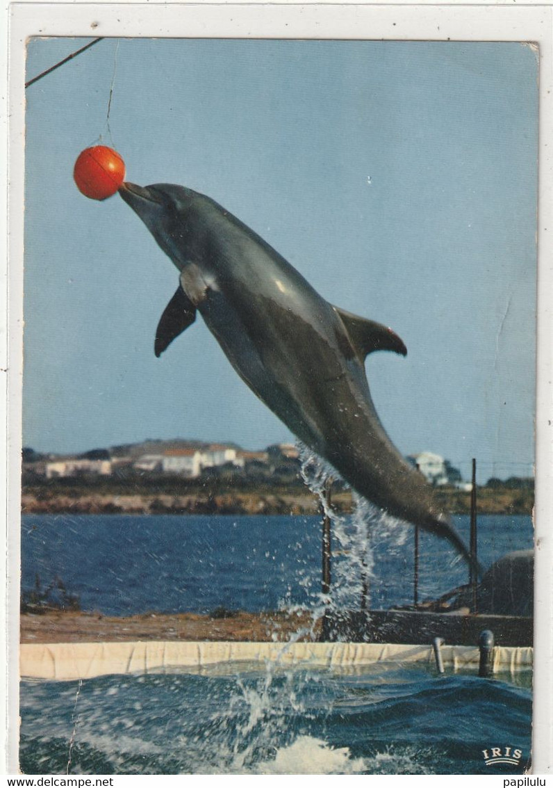 ANIMAUX 676 ; Les Dauphins Savant Originaire De Floride : édit. Théojac N° 2 - Dauphins