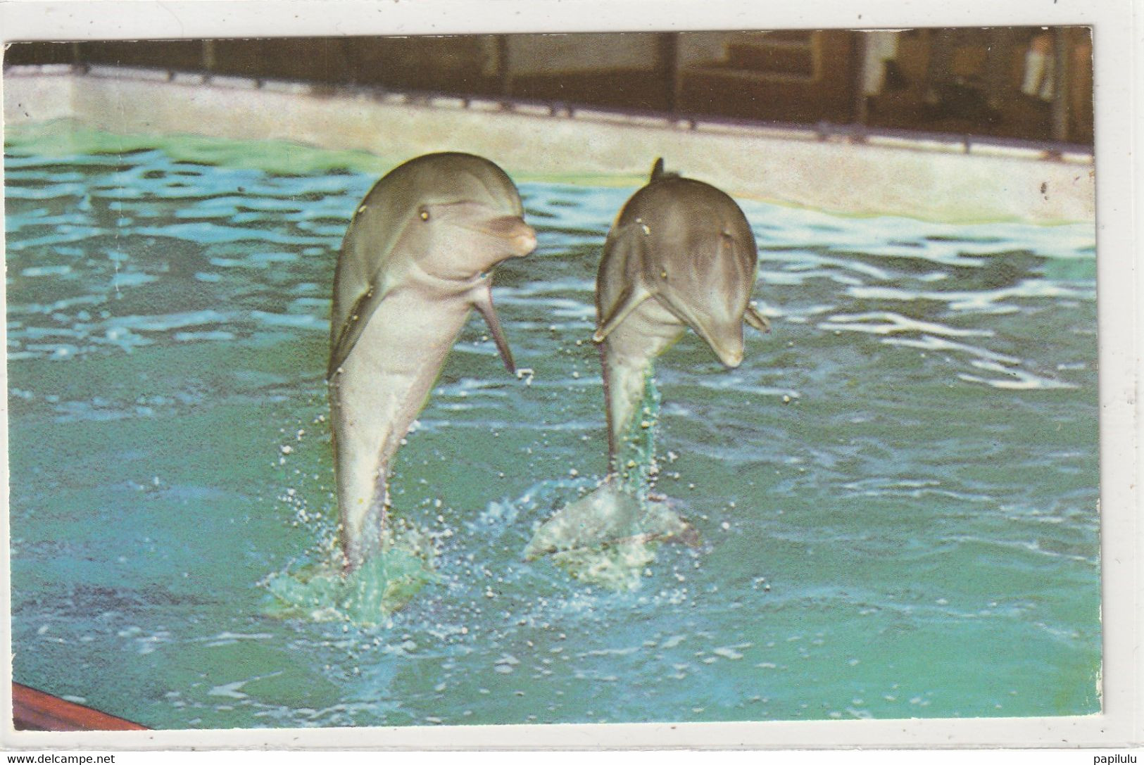 ANIMAUX 681 : Dolphins At Brighton Aquarium Sussex - Dauphins