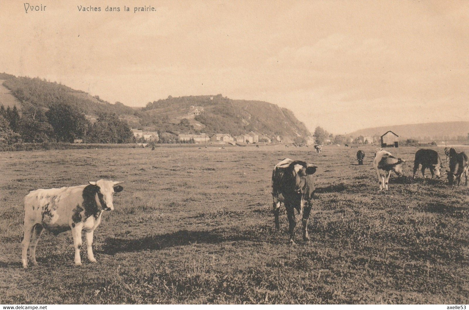Namur  Belgique (7563) Vaches Dans La  Prairie - Yvoir
