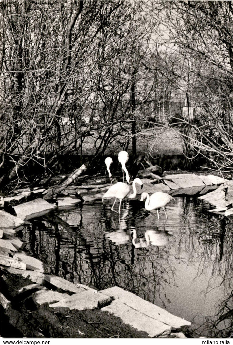 "Chilenische Flamingos" - Tierpark Zur Silberweide - Mönchaltorf A/Greifensee ZH - Greifensee