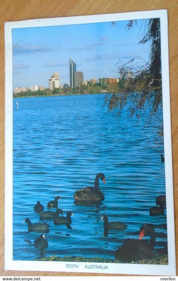 ZA407.30   Australia  - Postcard  - PERTH  1991  Black Swans And Coots -  Lake Monger - Perth