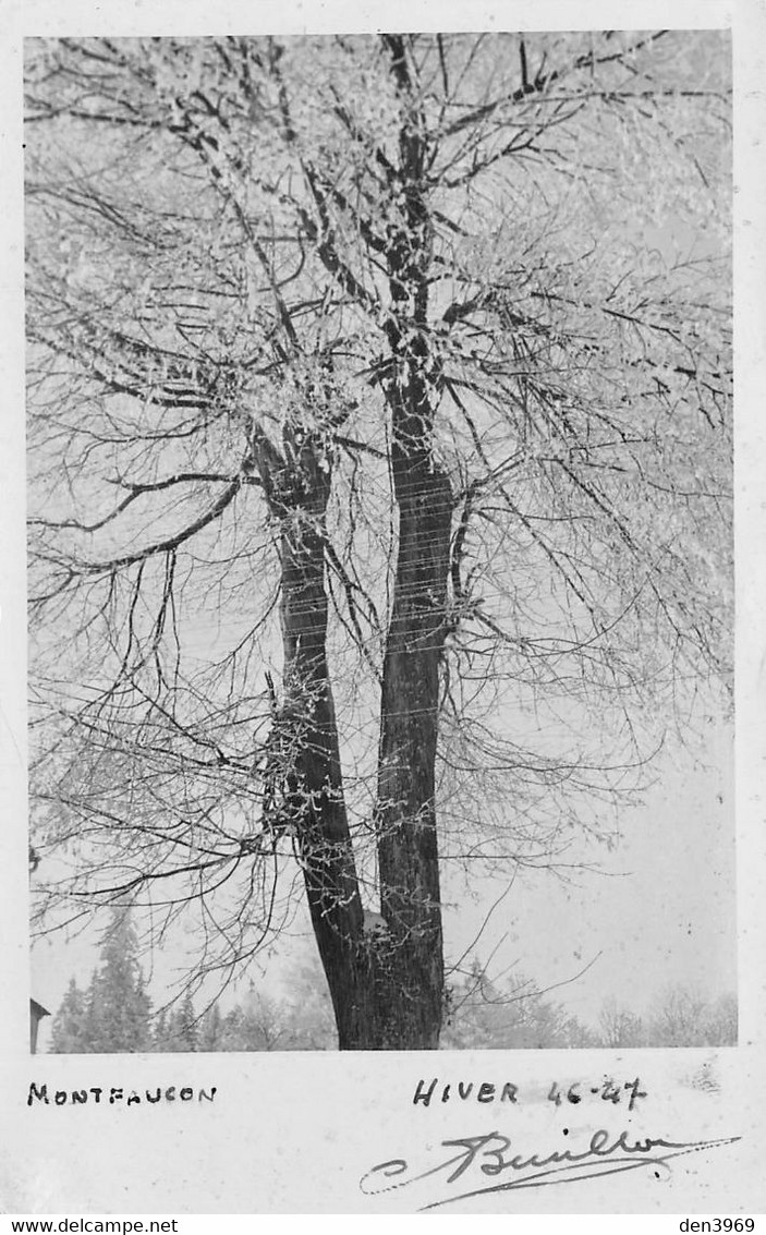 MONTFAUCON-en-VELAY (Haute-Loire) - Hiver 1946-47 - Arbre Sous La Neige - Carte-Photo - Montfaucon En Velay