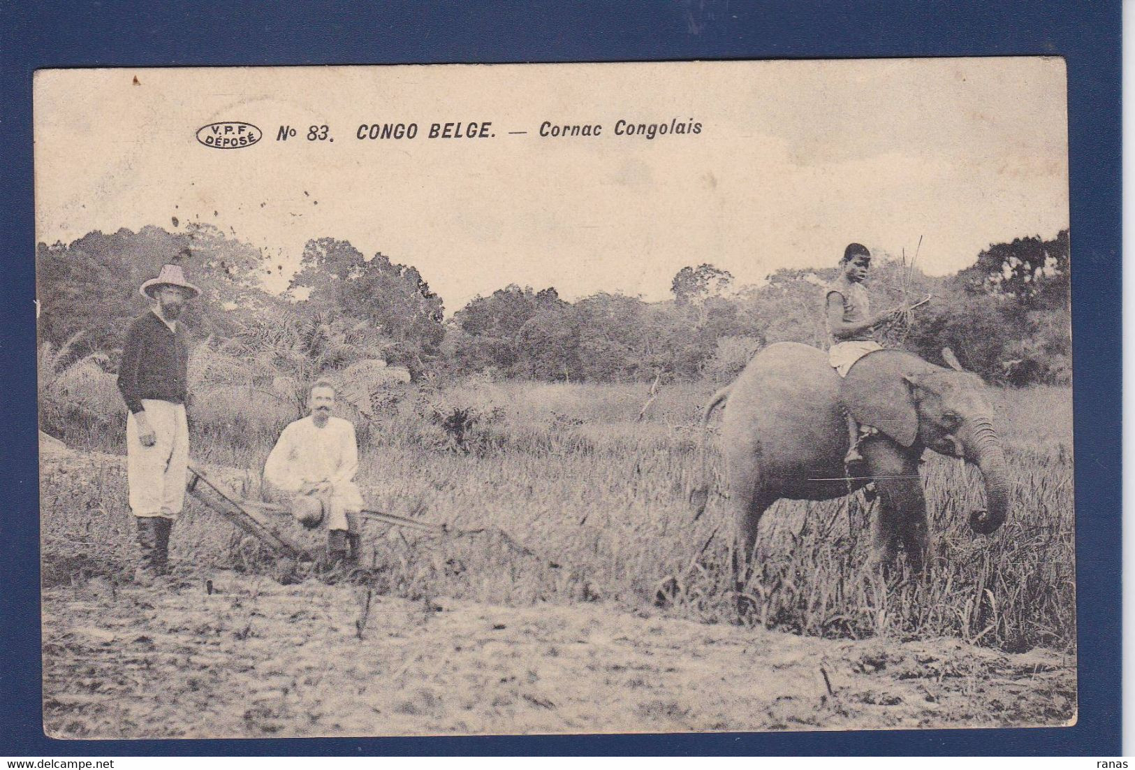 CPA éléphant Congo Belge Afrique Noire Circulé - Éléphants