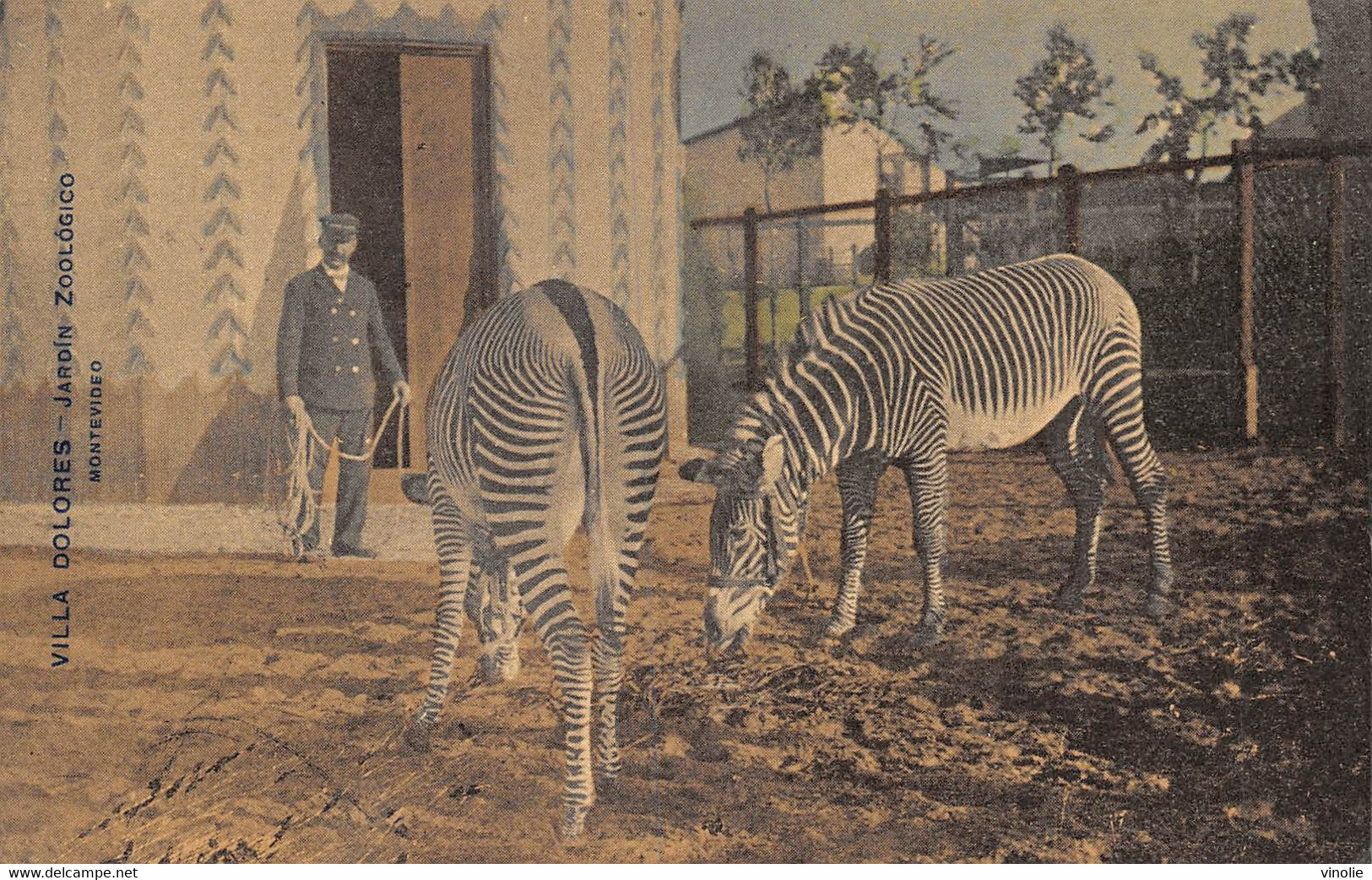 23-497 : ZEBRES.  VILLA DOLORES JARDIN ZOOLOSICO. MONTEVIDEO - Zebra's