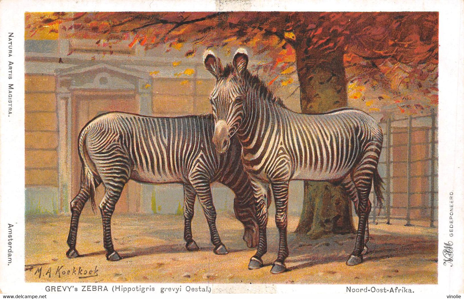 23-498 : ZEBRES.  GREVY'S ZEBRA - Zebre