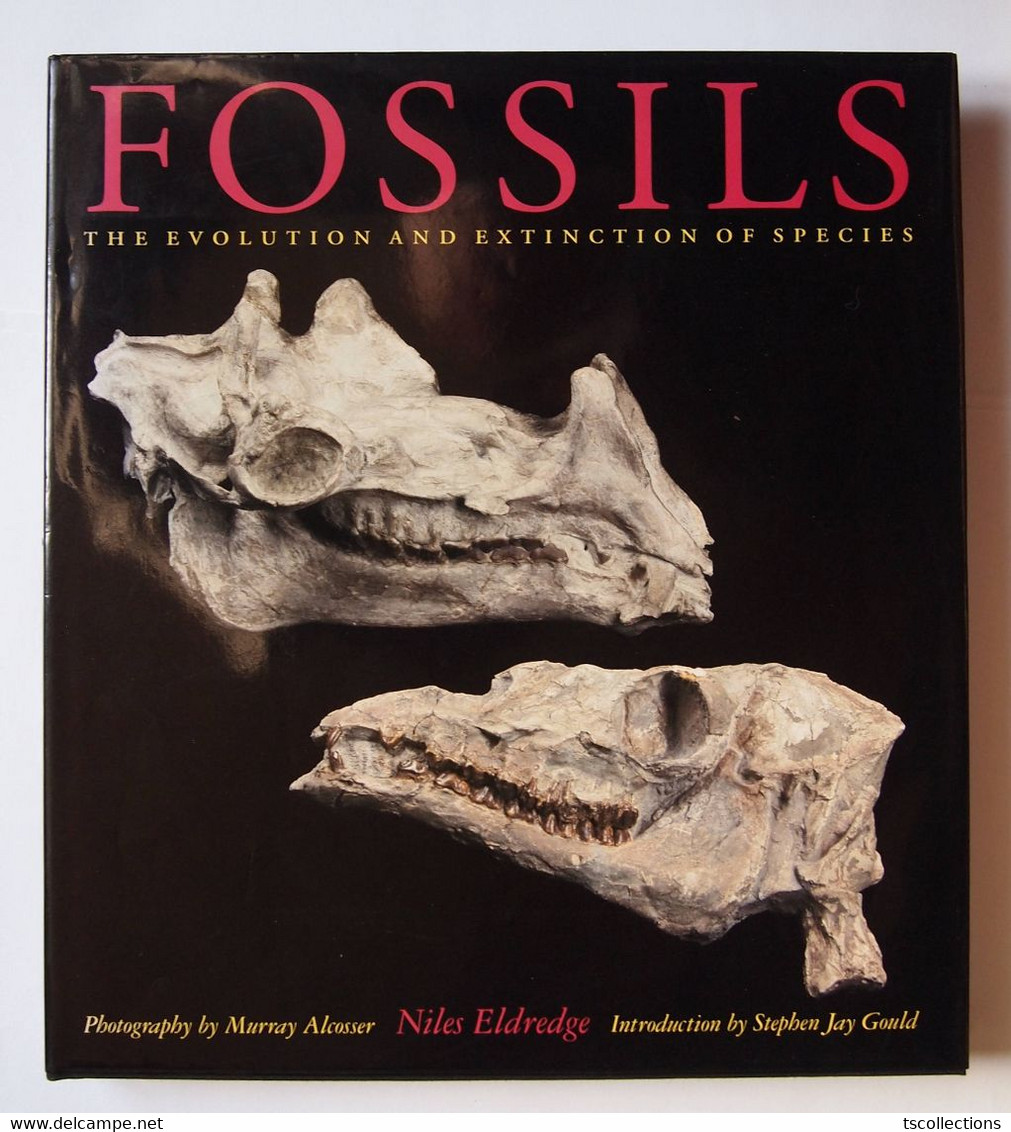 Fossils The Evolution And Extinction Of Species - Paleontology