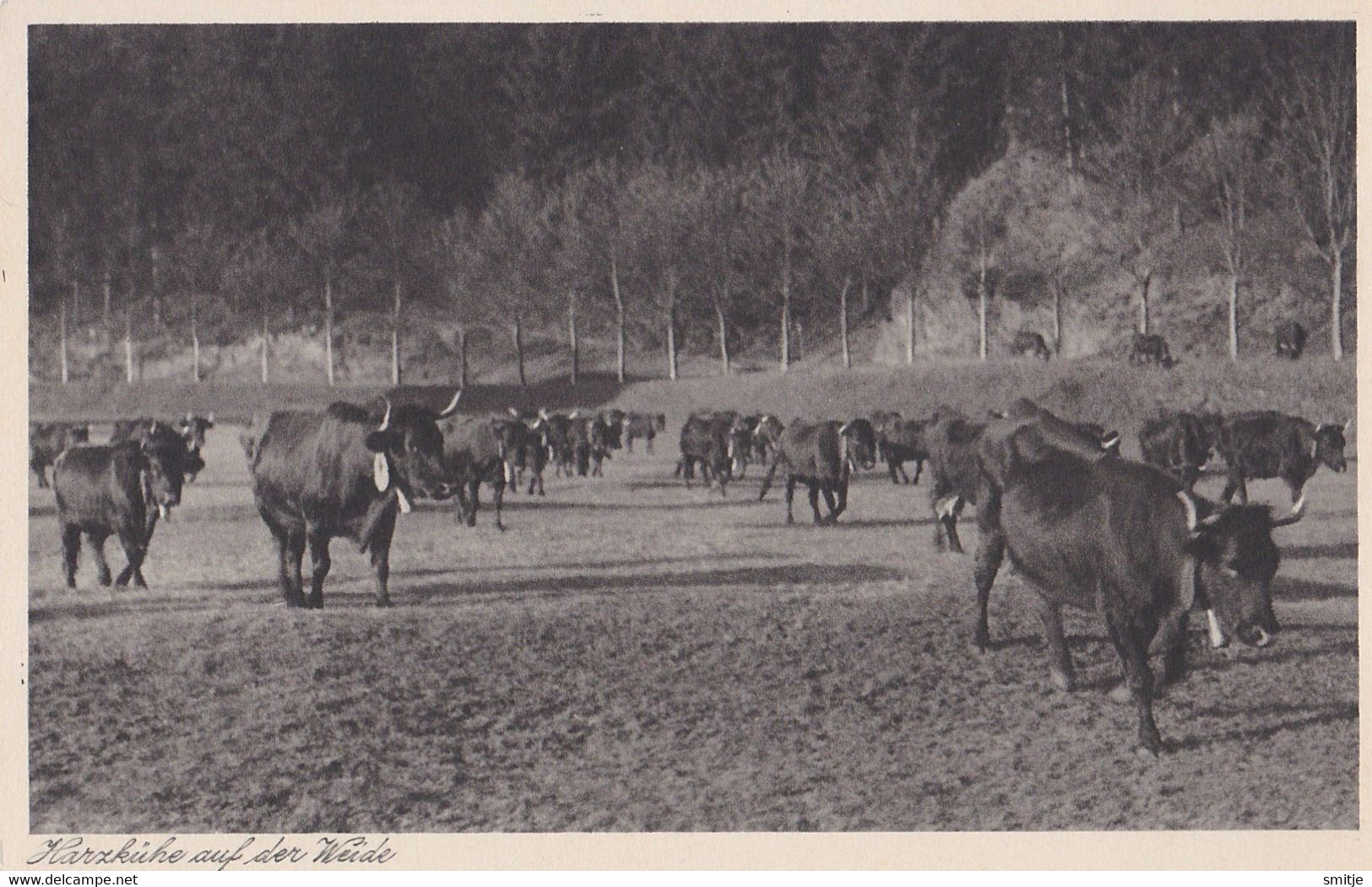 BRAUNLAGE - HARZ-KÜHE AUF DER WEIDE - Braunlage