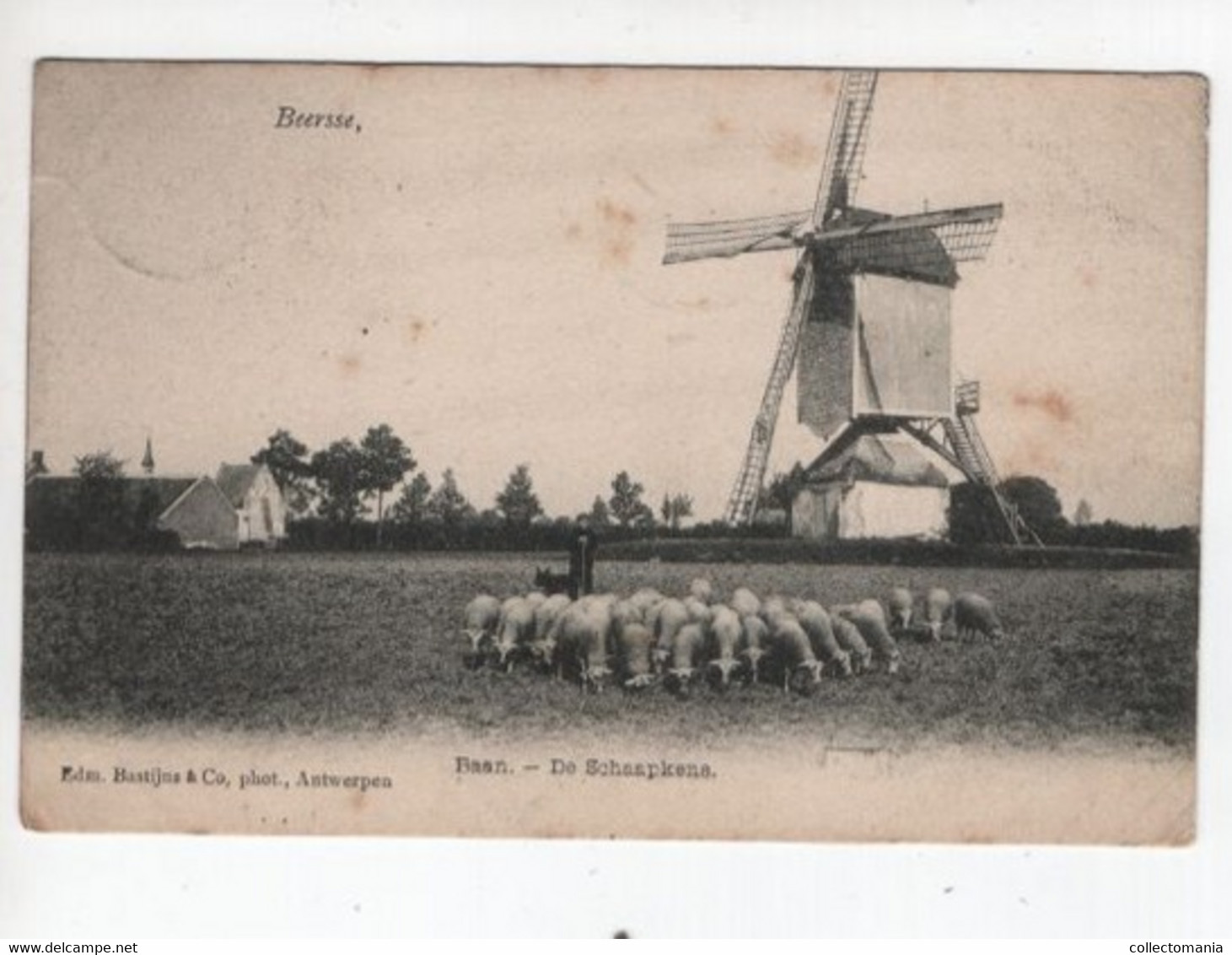 1 Oude Postkaart Beersse Beerse Baan De Schaapkens 1906 - Beerse