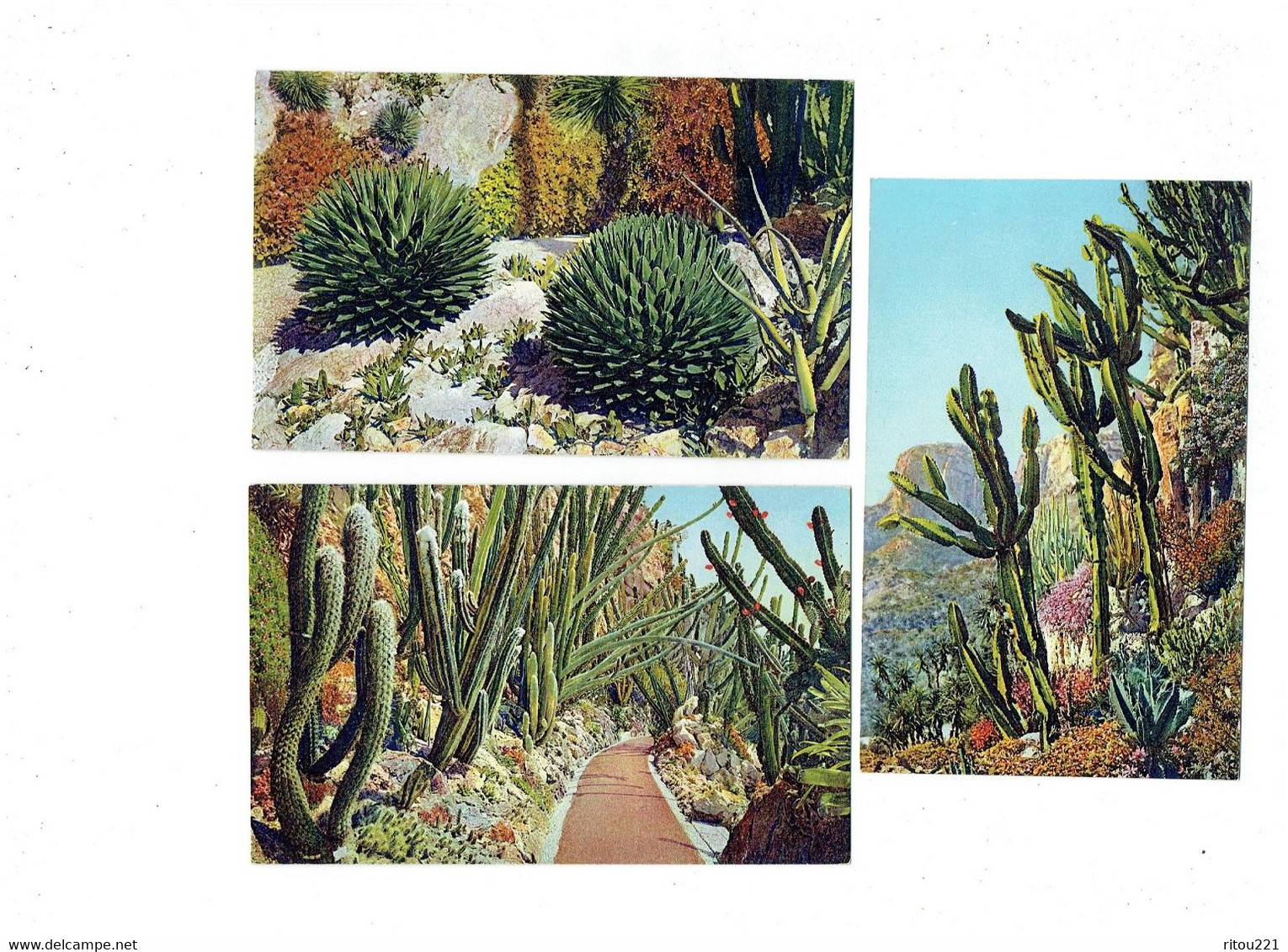 Lot 3 Cpa - MONACO - Jardin Exotique - ROCHER - Cactus AGAVE ALOES - Night Blooming Cereus PANAMA - Cactus