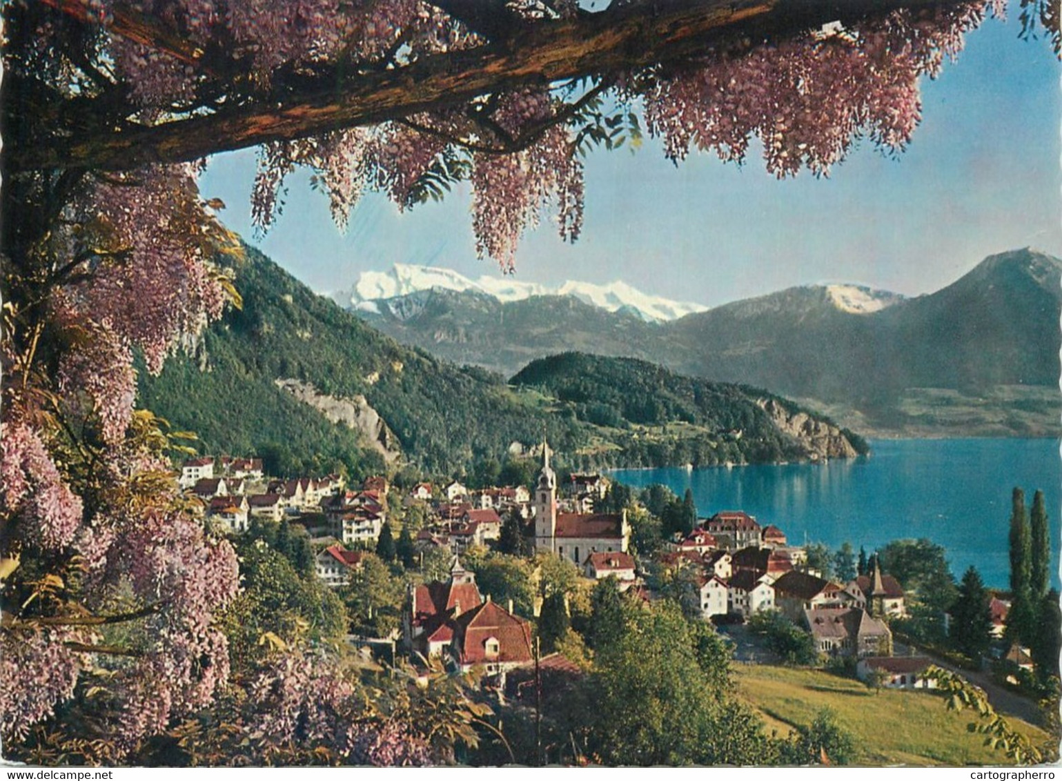 Postcard Switzerland Vitznau Am Vierwaldstatter See - Wald