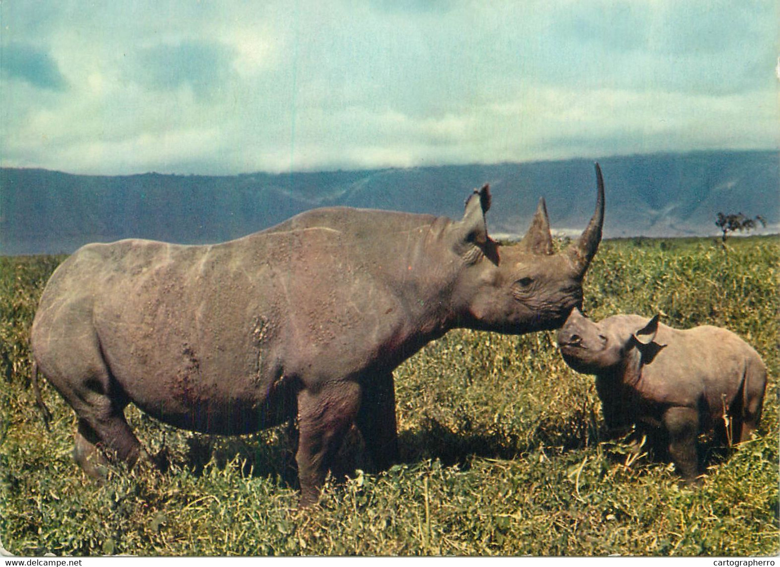 Animal Postcard Elephant Faune Africaine Rhinoceros - Rinoceronte