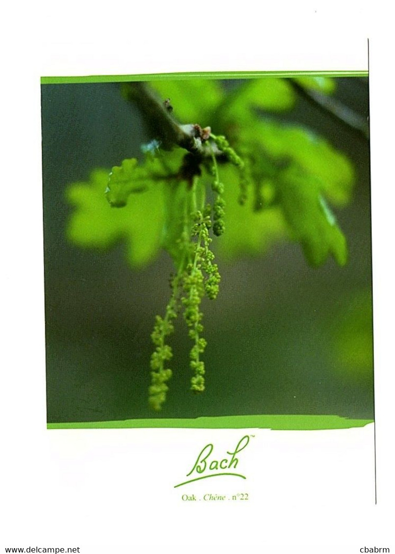 LES FLEURS DE BACH - OAK - CHENE - Carte Postale N° 22 EDITIONS CO-CREATIVES - Piante Medicinali