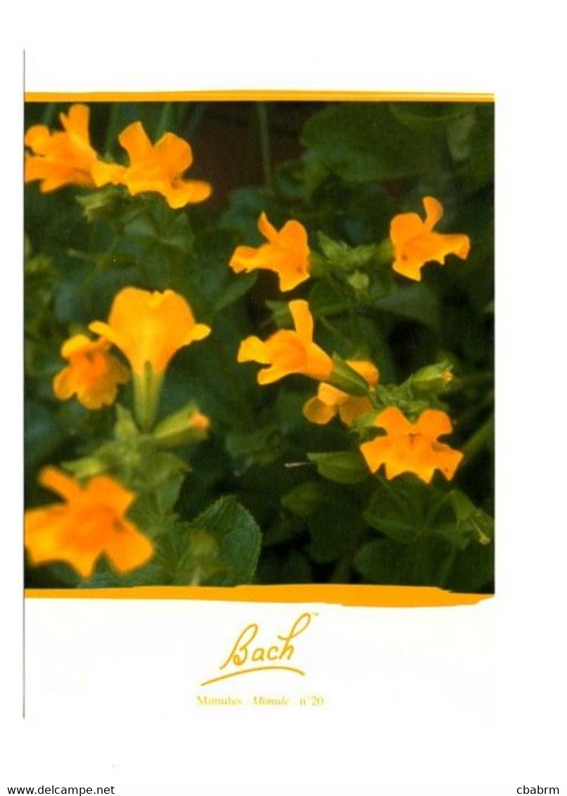 LES FLEURS DE BACH - MIMULUS -MIMULE - Carte Postale N° 20 EDITIONS CO-CREATIVES - Plantes Médicinales