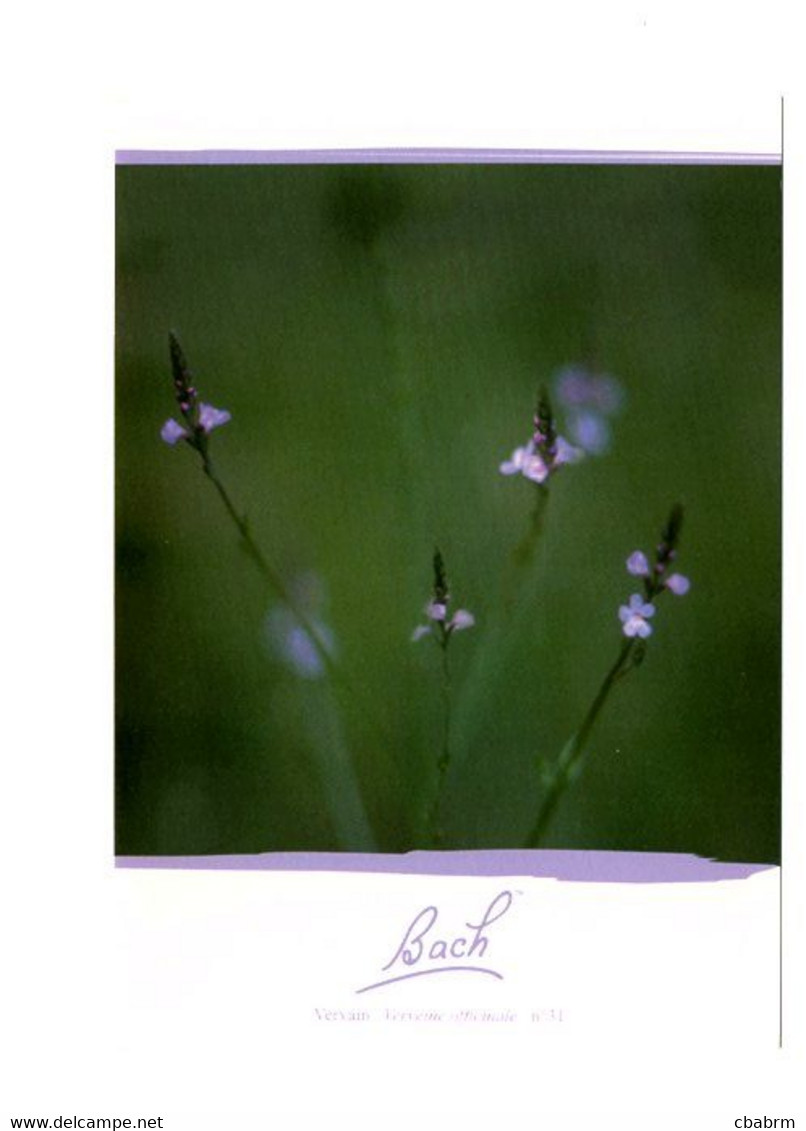 LES FLEURS DE BACH - VERVEINE - Carte Postale N° 31 EDITIONS CO-CREATIVES - Medicinal Plants