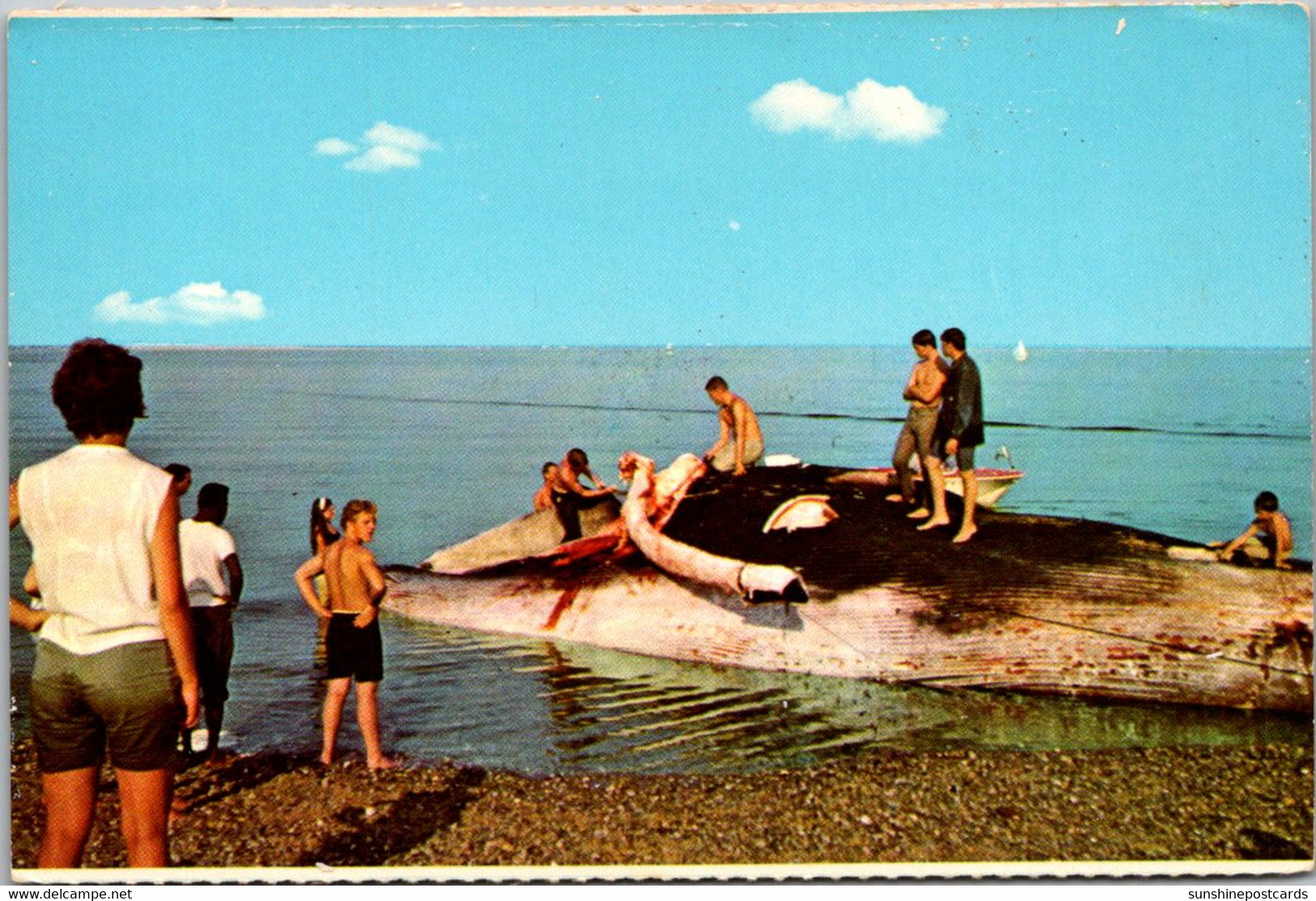 Massachusetts Cape Cod National Seashore "Cutting In" A Stranded Whale - Cape Cod