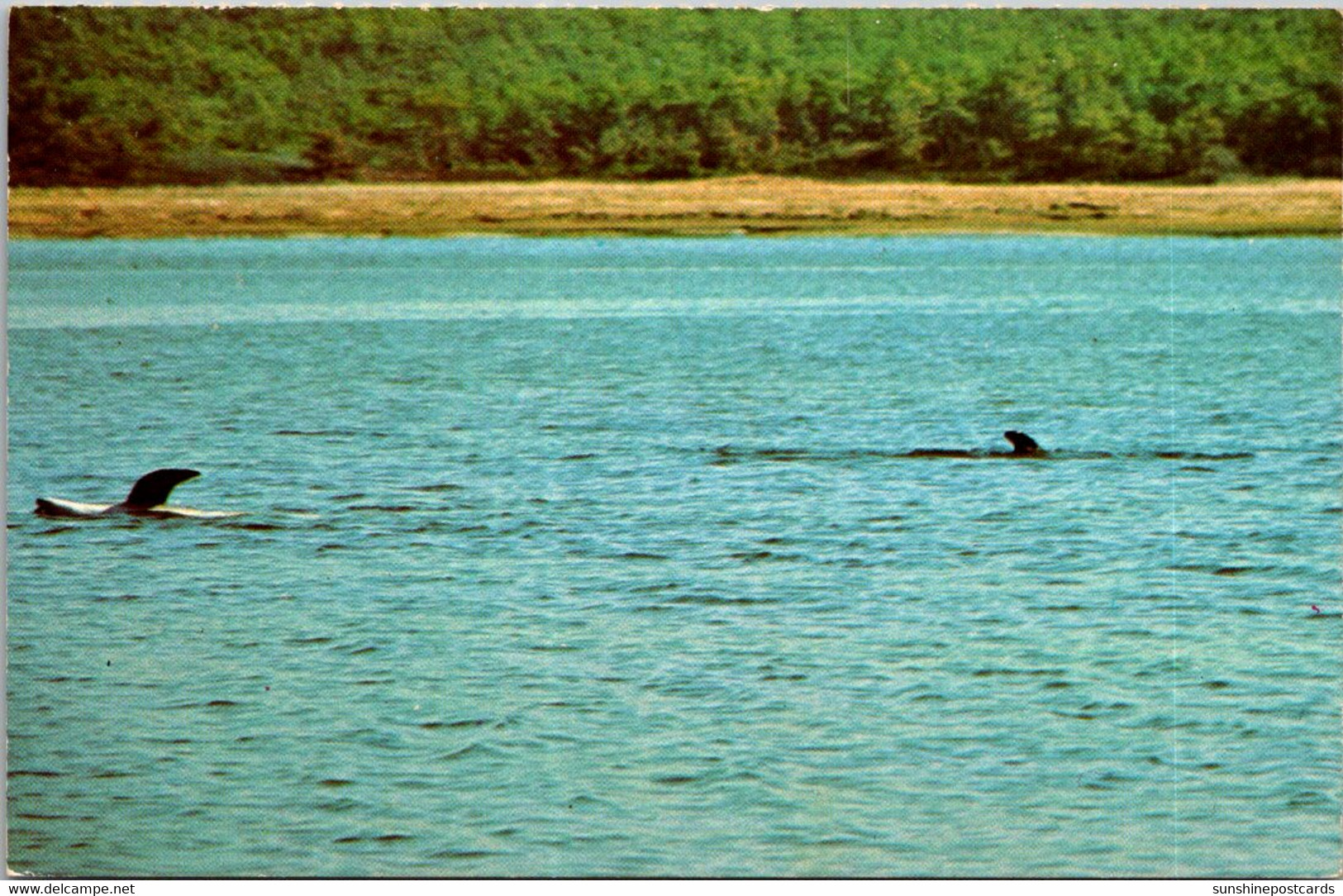 Massachusetts Cape Cod National Seashore Group Of Stranded Dolphins - Cape Cod