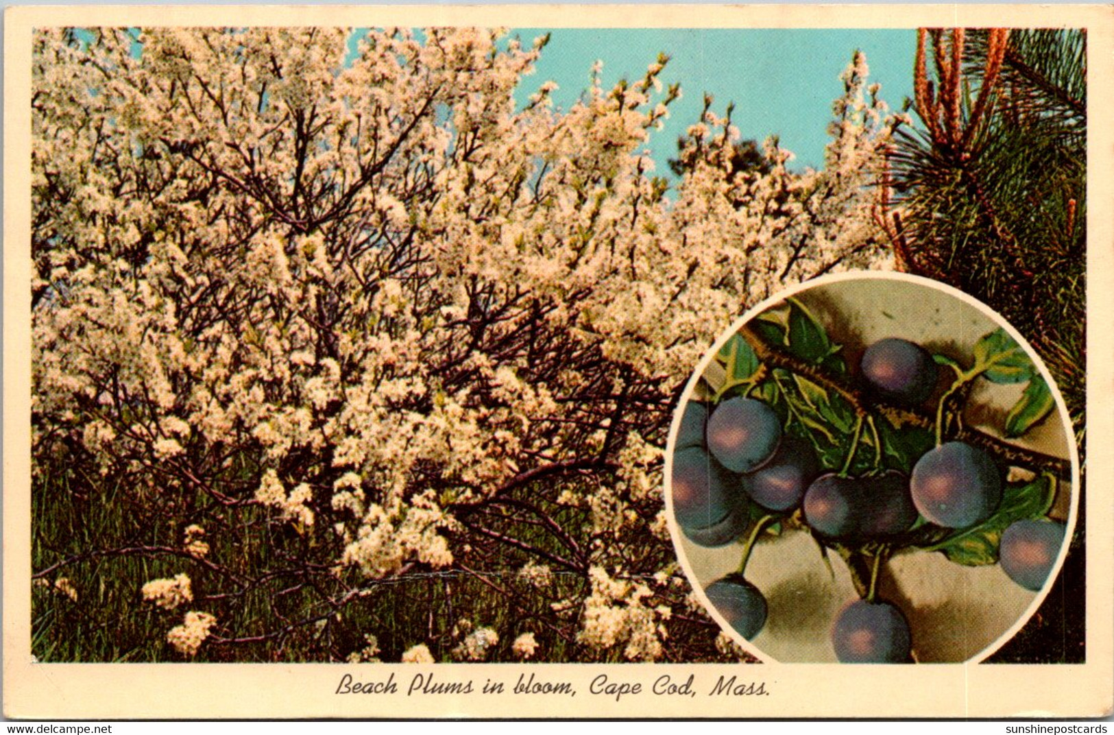 Massachusetts Cape Cod Beach Plums In Bloom - Cape Cod