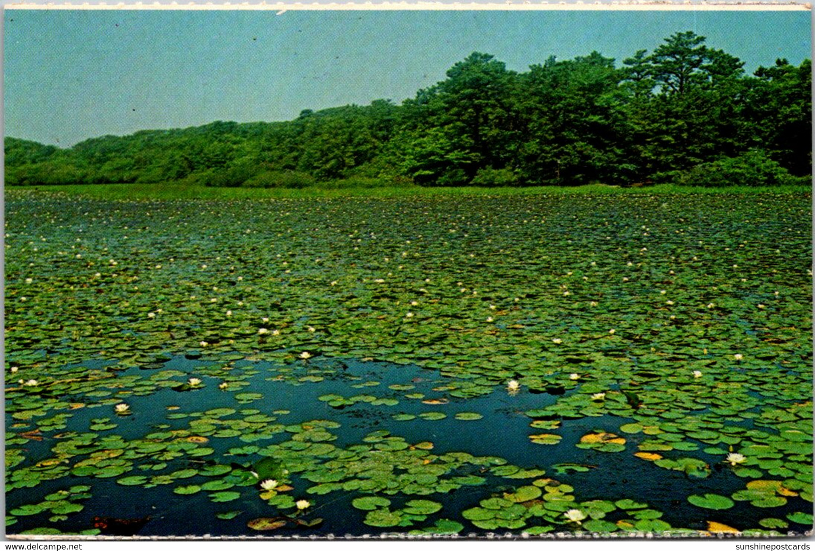 Massachusetts Cape Cod National Seashore Woodland Lake - Cape Cod