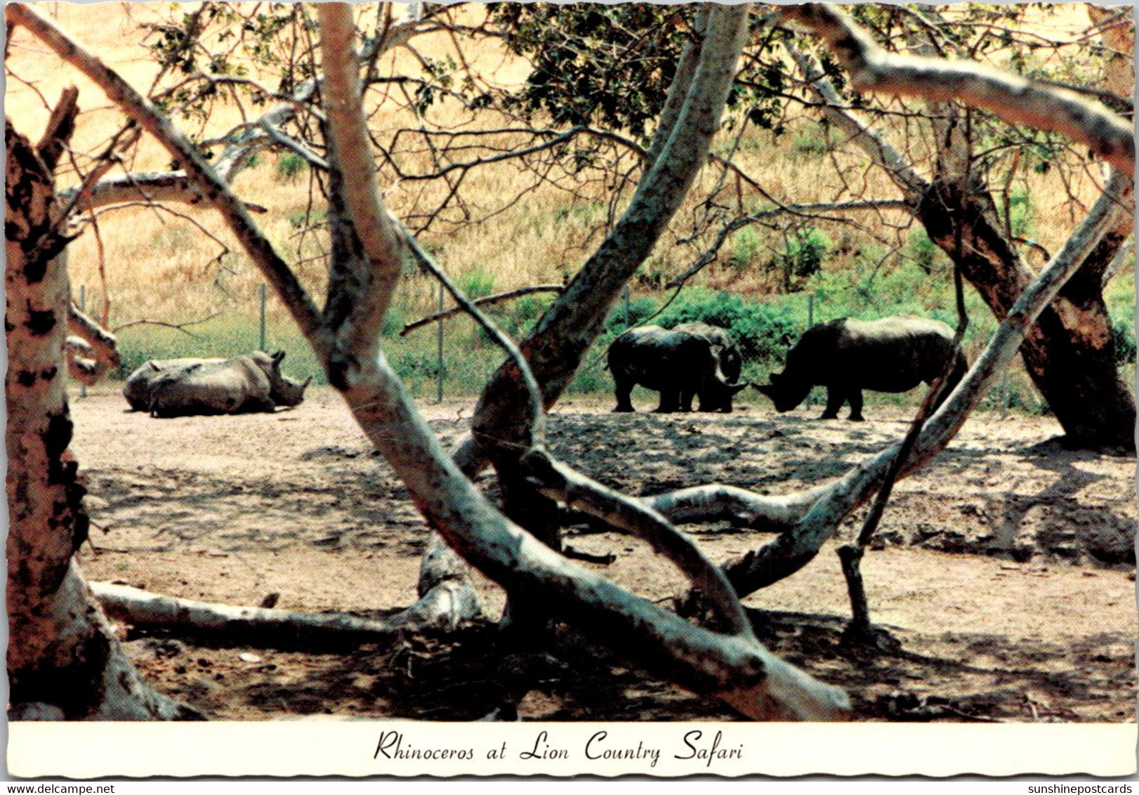 Rhinocerus Lion Country Safari California - Neushoorn